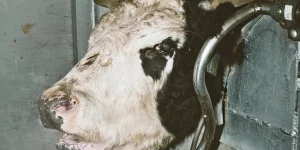 Cow slaughter in a stun box